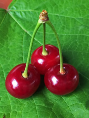 Three berries of sweet cherry