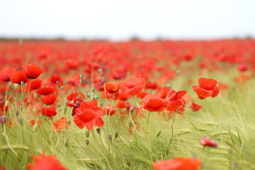 Photo of beautiful red poppies