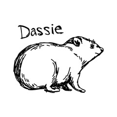 Dassie - vector illustration sketch hand drawn with black lines, isolated on white background