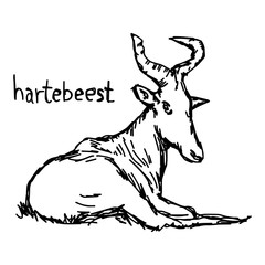 Hartebeest - vector illustration sketch hand drawn with black lines, isolated on white background
