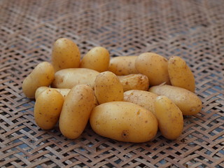 ジャガイモ　ジョアンナの収穫