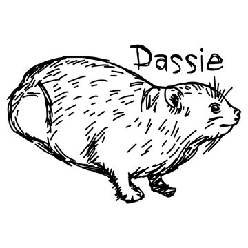 Dassie or Rock Hyrax - vector illustration sketch hand drawn with black lines, isolated on white background