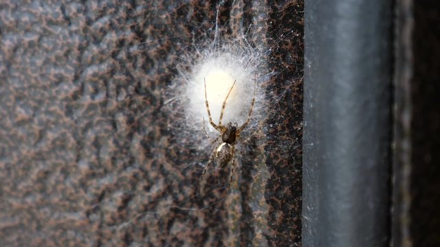 Spider Guards The Nest 1