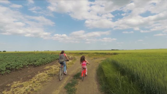 Cyclists in the fields. A sports family on bicycles in a wheat field.