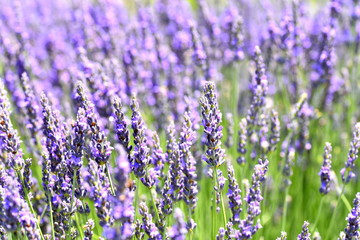 lavender field 