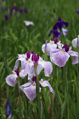 Tokyo, rainy season, irises