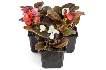 Colorful young garden wax begonia flowers with leaves, Begonia semperflorens-cultorum, in flowerpot on white background - 159730717
