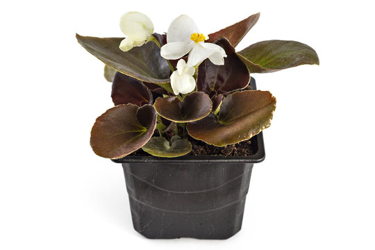 White young garden wax begonia flowers with leaves, Begonia semperflorens-cultorum, in flowerpot on white background