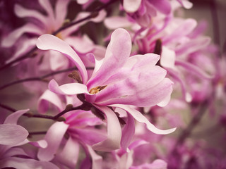 Obraz premium Blooming branches of pink flowers, star magnolia (magnolia Stellata), natural color background for wallpaper