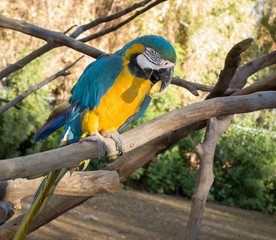 Ara Ararauna or blue-and-yellow or blue-and-gold Macaw of South America