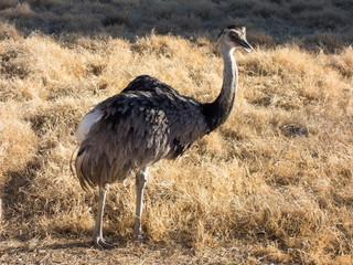 Common Rhea, the largest bird in America, relative of Australian ostrich