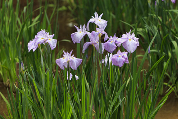 The irises blooming in Tokyo, Shobuda