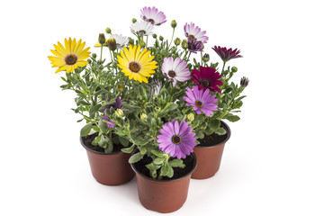 Colorful bouquet of young garden African Daisy flowers with leaves, Osteospermum Symphony, in flowerpot on white background - 159731566