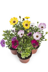 Obraz premium Colorful bouquet of young garden African Daisy flowers with leaves, Osteospermum Symphony, in flowerpot on white background
