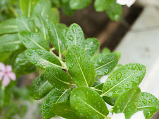 RAINDROPS ON LEAVES UNDER SUNLIGHT