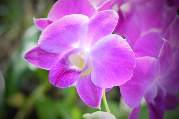 Fototapeta na wymiar pink orchids flower in garden.