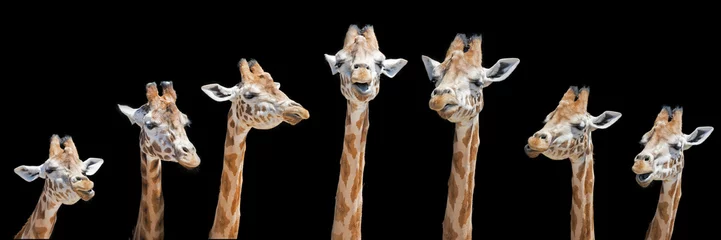Deurstickers Giraf Zeven giraffen met verschillende gezichtsuitdrukkingen