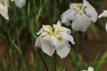 Tokyo, rainy season, irises