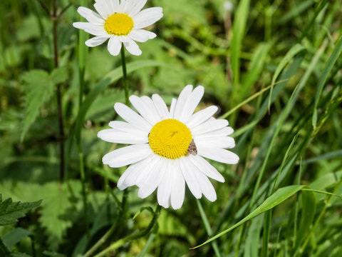 Close up of a giant daisy growing in a field, in full bloom with a small brown moth in the centre of the flower, .