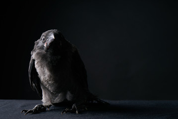 Close-up portrait of a raven bird isolated on black background. Young Carrion Crow, Corvus corone...