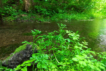 Watercress of rivulet