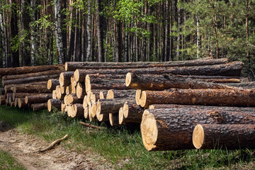 Wood pine logs on Background Trunks of trees cut and stacked in the foreground, green forest in the background.