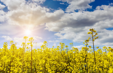 Obraz premium flowering canola field with a beautiful cloudy sky