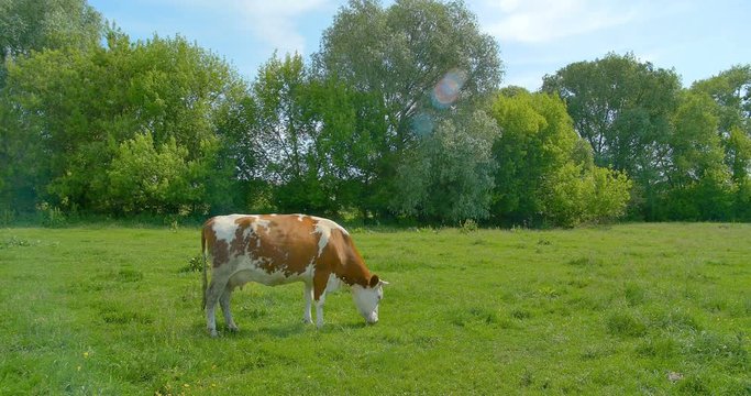 Cow eats grass in the meadow on summer pasture.