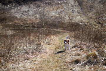 Obraz premium dog beagle play in the meadow forest field