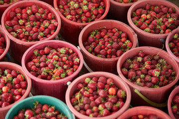Fototapeta na wymiar Harvest Strawberries on a strawberry plant on a strawberry plantation. Fresh red strawberries in a bowl.