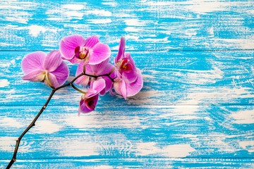 Fototapeta na wymiar Branch of a purple orchid lies on a blue wooden background 
