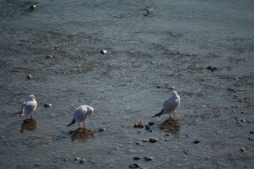 verona romeo y julieta