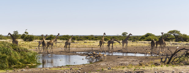 Gruppe von Giraffen und Springboecken an einem Wasserloch / Gruppe von Giraffen und Springboecken an einem Wasserloch im Etoscha Nationalpark.