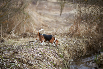 dog beagle play in the meadow forest field