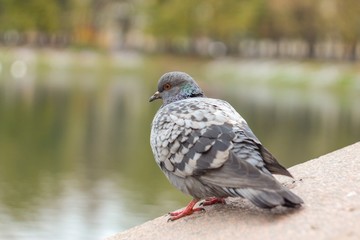The dove near the pond