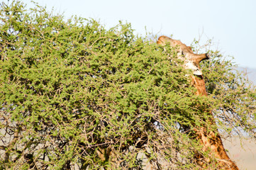 Isolated giraffe pulling tongue