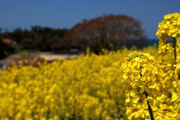 黄色と青の世界