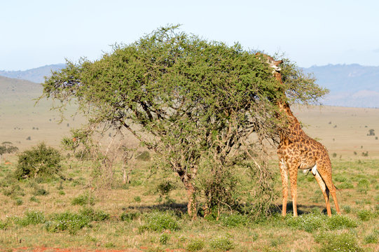 Isolated giraffe pulling tongue