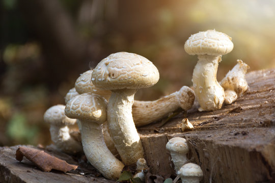 Mushrooms under the sun rays on the stump