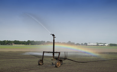 Fototapeta premium Irrigation at the field