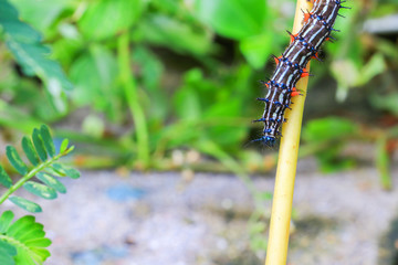 caterpillar worm black and white striped Walking on leaf  (Eupterote testacea, Hairy caterpillar) select focus with shallow depth of field.