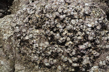 Barnacles on rocks