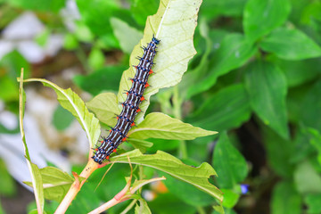 caterpillar worm black and white striped Walking on leaf  (Eupterote testacea, Hairy caterpillar) select focus with shallow depth of field.