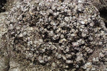 Barnacles on rocks