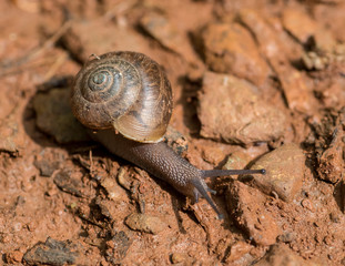 Racing Snail