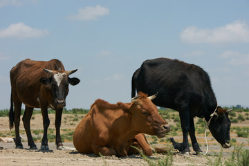Three colorful cows in a field with one sitting down. Cows on summer pasture