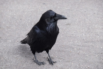 Curious Raven
