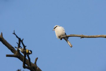 Great grey shrike sitting on highest branch of pine tree and looking on great tit. Small and cute predator bird. Bird in wildlife.