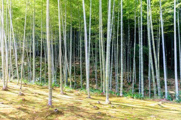 Fototapeta na wymiar Bamboo forest in Japan, Arashiyama