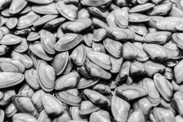 Pile of Fresh Seafood Clams on Ice Close Up Background. Healthy Eating.